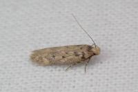 Bryotropha