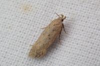 Bryotropha terrella