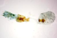 Bryotropha terrella