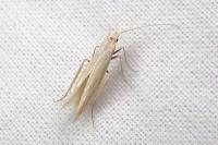 Coleophora ochrea