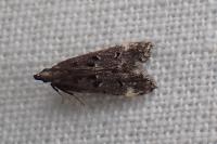 Dichomeris alacella