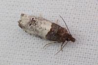 Notocelia roborana