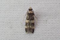 Oegoconia