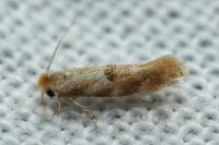 Bucculatrix ulmella