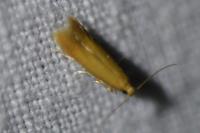 Tischeria