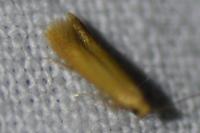 Tischeria