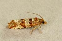 Lobesia littoralis