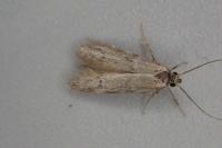 Hypatopa segnella