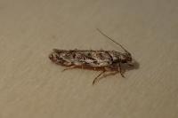 Psoricoptera gibbosella