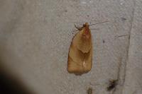 Clepsis rurinana