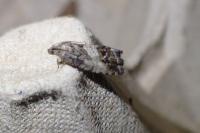 Cydia splendana