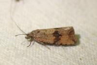 Celypha striana
