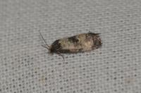 Neocochylis dubitana