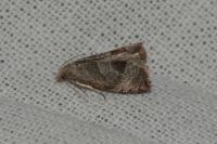 Notocelia uddmanniana