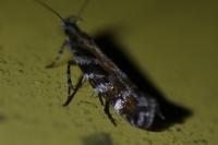 Aristotelia ericinella