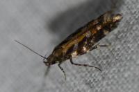 Aristotelia ericinella