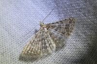 Alucita cancellata