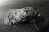 Cossus cossus
