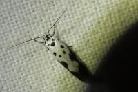 Ethmia quadrillella