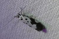 Ethmia quadrillella