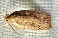 Agonopterix scopariella