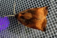 Archips podana