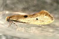 Tinea trinotella