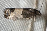 Spilonota ocellana