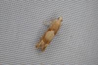 Eucosma conterminana