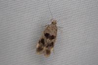 Mirificarma maculatella