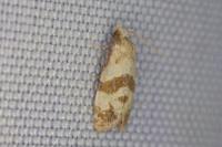 Phalonidia contractana