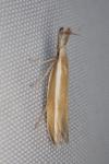 Pleurota aristella