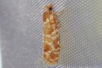 Rhyacionia pinicolana