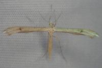 Stenoptilia