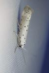 Yponomeuta padella