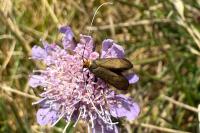 Nemophora metallica