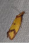 Agapeta zoegana