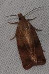 Celypha striana