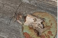 Gypsonoma aceriana
