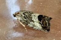 Cydia splendana