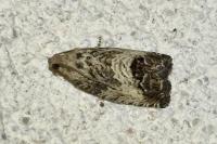 Cydia splendana