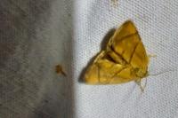 Apoda limacodes