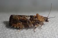 Eudemis profundana