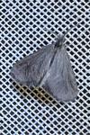 Apterona helicoidella
