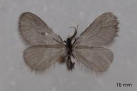 Apterona helicoidella