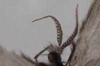 Apterona helicoidella