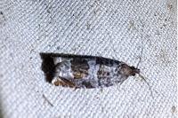 Ancylis achatana