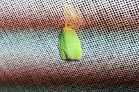 Tortrix viridana