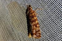 Lozotaeniodes formosana