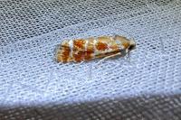 Rhyacionia buoliana